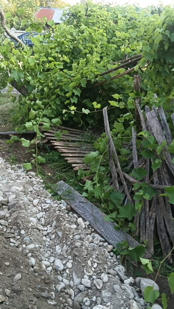 Overgrown grapevine/climbing plant covering a weathered wooden fence along a rocky, dirt path.