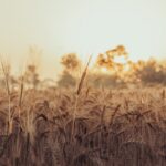 sursa foto: Pexels