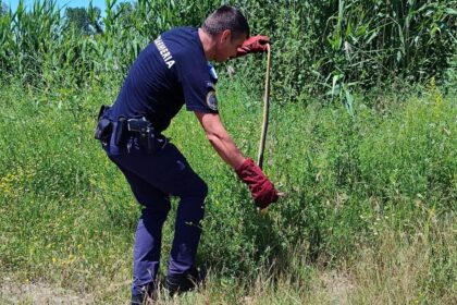 Firefighter in dark blue uniform kneels in a grassy field, using a long hooked tool with red gloves to pull something from the vegetation.