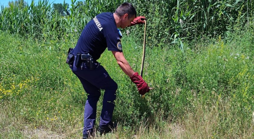 Firefighter in dark blue uniform kneels in a grassy field, using a long hooked tool with red gloves to pull something from the vegetation.
