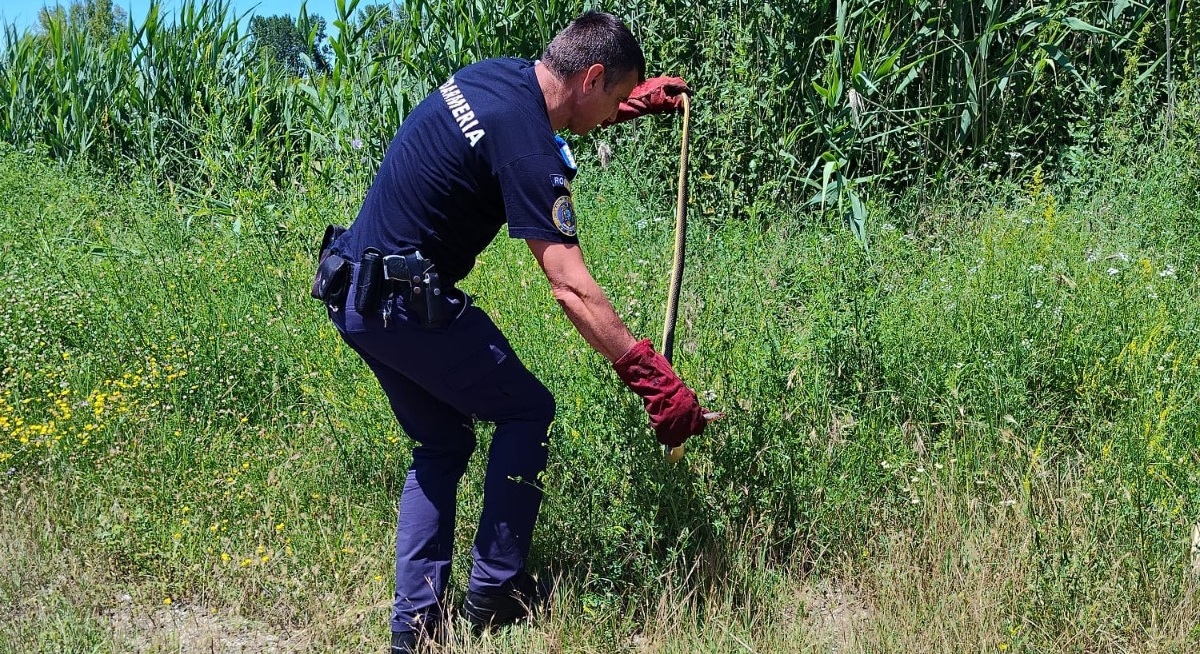 Firefighter in dark blue uniform kneels in a grassy field, using a long hooked tool with red gloves to pull something from the vegetation.