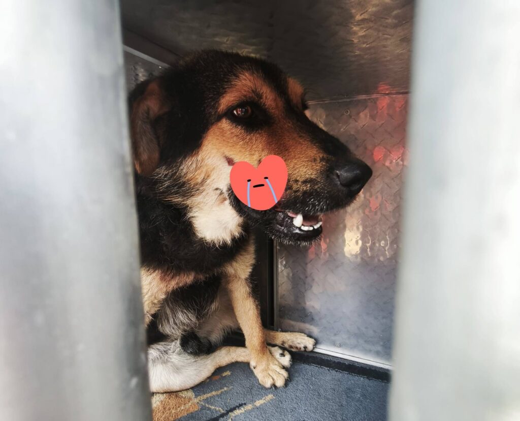 Dog with black and tan fur sitting in a metal crate, looking to the left, with a pink heart sticker over its snout covering mouth area.