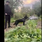 Person in dark clothing with a leash-held dog in a garden among cannabis plants in the foreground.