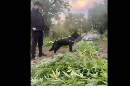 Person in dark clothing with a leash-held dog in a garden among cannabis plants in the foreground.