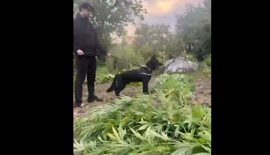 Person in dark clothing with a leash-held dog in a garden among cannabis plants in the foreground.