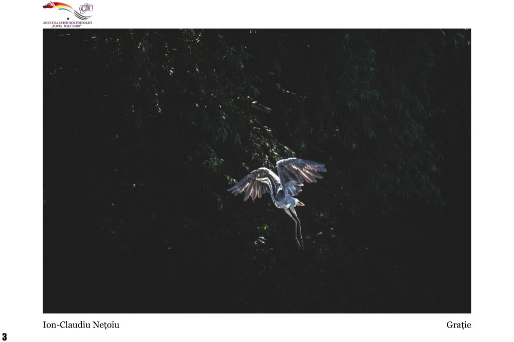 Grey heron in mid-flight with wings spread against a dark leafy background; part of a photography page.