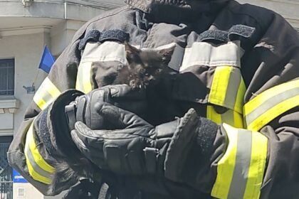 Craiova: Pisică salvată de pe acoperișul Prefecturii