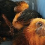 Two orange-maned tamarins inside a blue container; one gazes at the camera with wide eyes while the other sits behind.