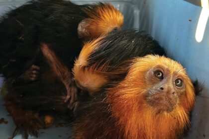 Two orange-maned tamarins inside a blue container; one gazes at the camera with wide eyes while the other sits behind.