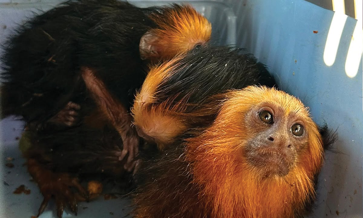 Patru maimuțe găsite într-o mașină. Proprietara invocă o moștenire - Jurnalul Olteniei – Știri din Craiova și Oltenia Two orange-maned tamarins inside a blue container; one gazes at the camera with wide eyes while the other sits behind.