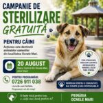 Ocnele Mari: Campanie gratuită pentru sterilizarea câinilor