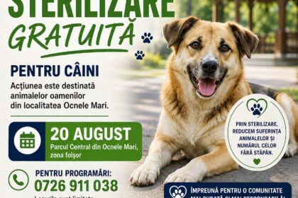 Ocnele Mari: Campanie gratuită pentru sterilizarea câinilor