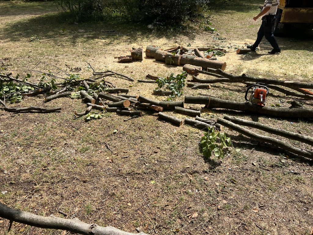 Pile of cut logs and branches on a sunlit yard while a man walks past a yellow truck on the right side of the image.