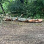 Fallen tree trunk and broken branches on a dirt path in a dense forested area with green foliage nearby
