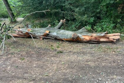 Fallen tree trunk and broken branches on a dirt path in a dense forested area with green foliage nearby