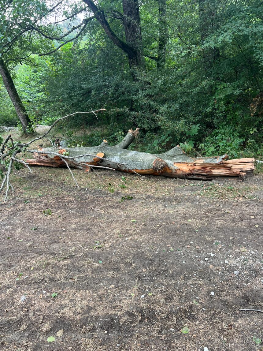 Fallen tree trunk and broken branches on a dirt path in a dense forested area with green foliage nearby