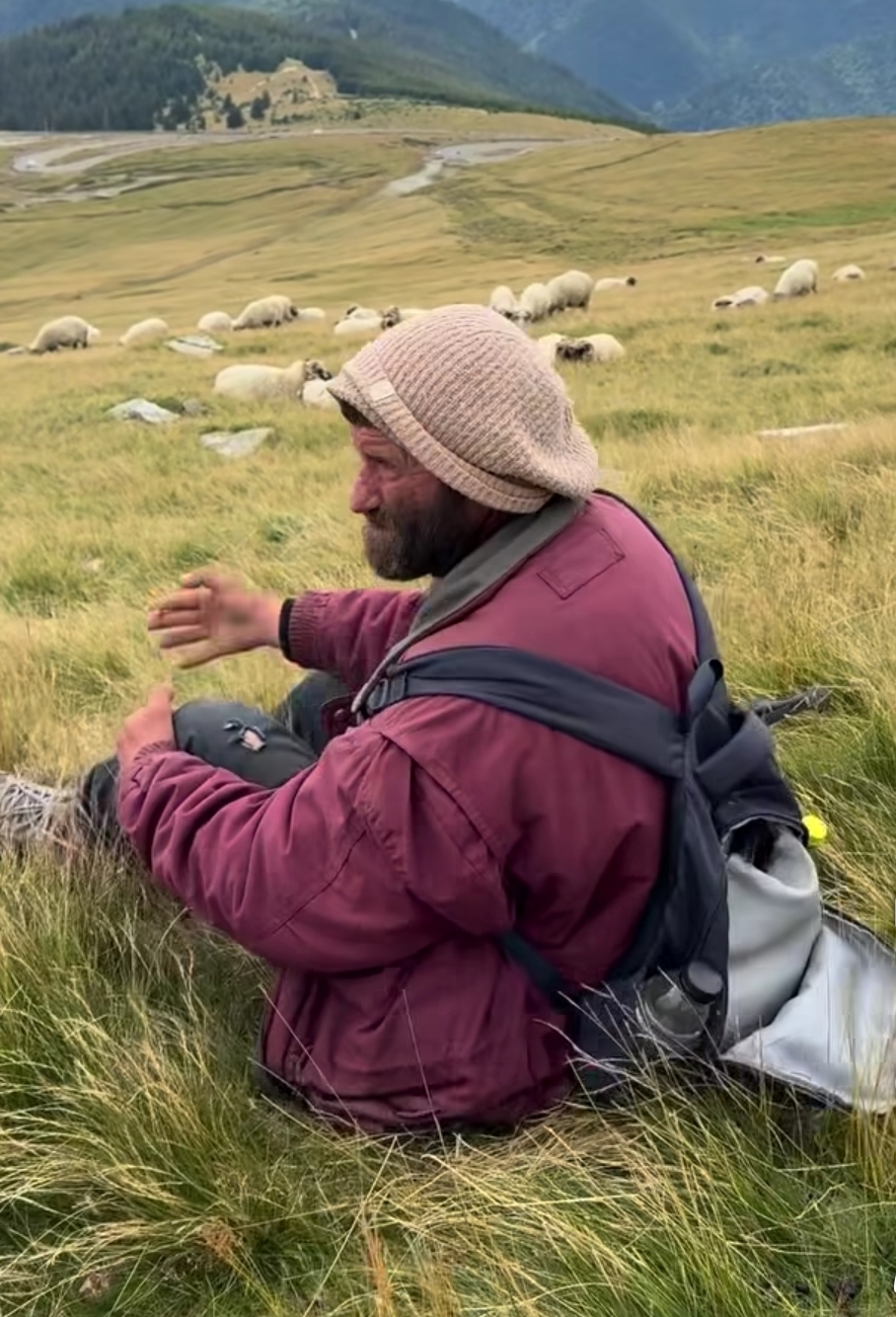 Man in a maroon jacket and knit hat sits in tall grass as a flock of sheep graze on a rolling hillside behind him, in a rural meadow.