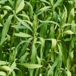 Close-up of dense green lanceolate leaves on thin woody stems (bay laurel shrub).