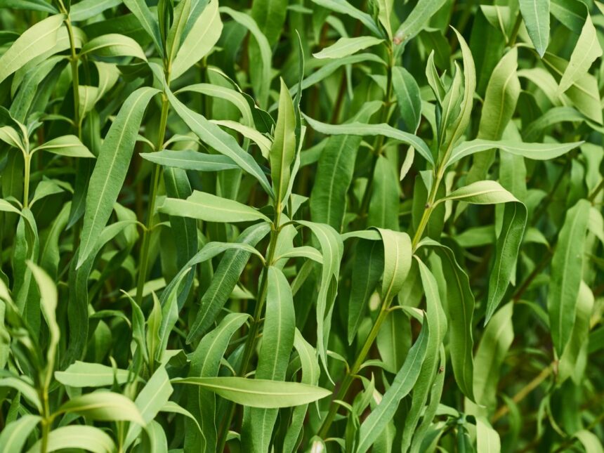 Close-up of dense green lanceolate leaves on thin woody stems (bay laurel shrub).