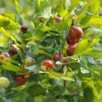 Branch with green leaves and ripening red crabapples on a tree.