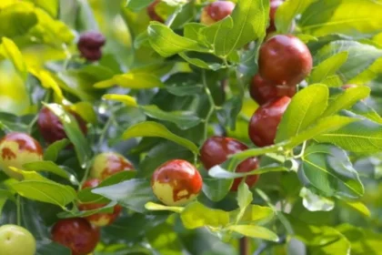 Branch with green leaves and ripening red crabapples on a tree.
