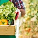 Person wearing gloves and a plaid shirt carries a wooden crate filled with lettuce, tomatoes and bell peppers in a vegetable field.