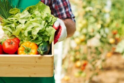 Person wearing gloves and a plaid shirt carries a wooden crate filled with lettuce, tomatoes and bell peppers in a vegetable field.