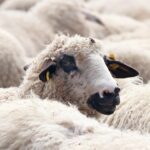 ANSVSA: Vaccinarea ovinelor începe din octombrie