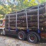 Transport ilegal de lemne în Gorj. Ce au descoperit polițiștii în autoutilitară
