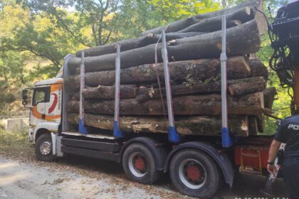 Transport ilegal de lemne în Gorj. Ce au descoperit polițiștii în autoutilitară
