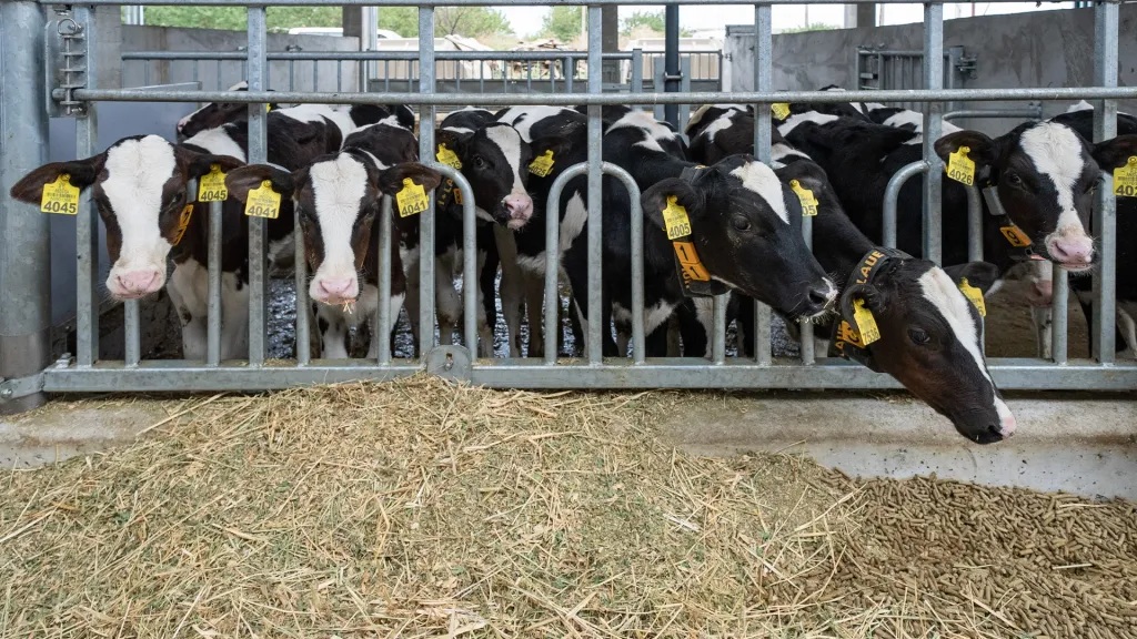 Agro-Chirea-5 doi - Jurnalul Olteniei – Știri din Craiova și Oltenia Group of ear-tagged Holstein cows in a metal feed pen, eating straw on a concrete floor.