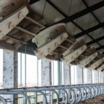 Inside a large dairy barn, cows stand at a long row of milking stalls with automated equipment hanging from the ceiling.