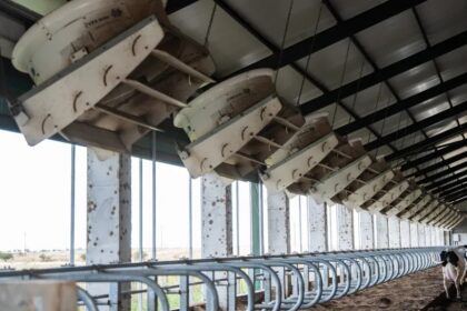 Inside a large dairy barn, cows stand at a long row of milking stalls with automated equipment hanging from the ceiling.