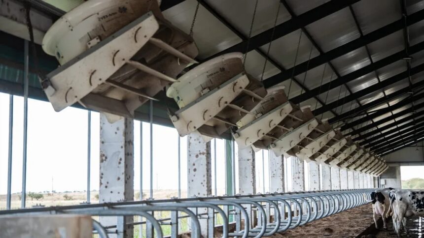 Inside a large dairy barn, cows stand at a long row of milking stalls with automated equipment hanging from the ceiling.