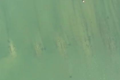Aerial view of green, murky water with vertical streaks and small dark spots.