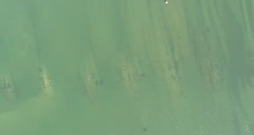 Aerial view of green, murky water with vertical streaks and small dark spots.