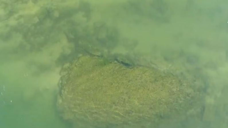 Underwater view of a rounded rock partially covered in algae, seen through murky green water.