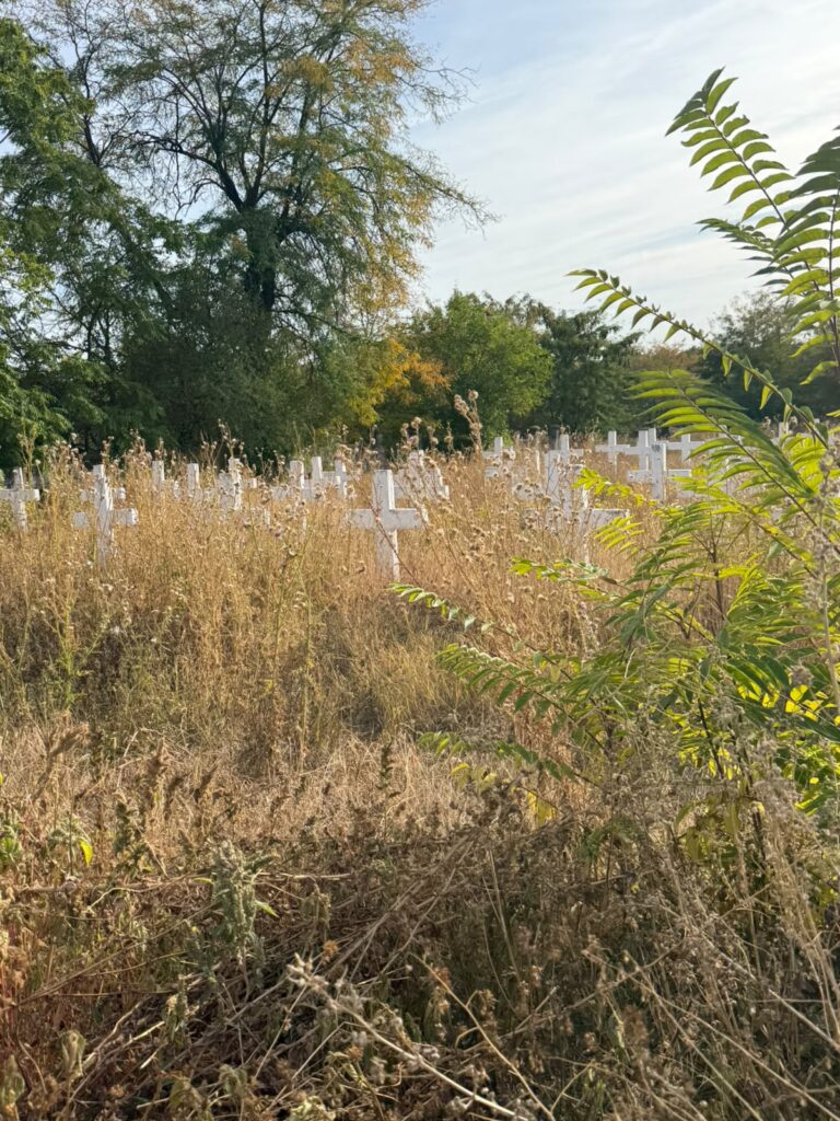 Overgrown field with dry grasses and white grave markers set among them, with trees in the background under a blue sky.