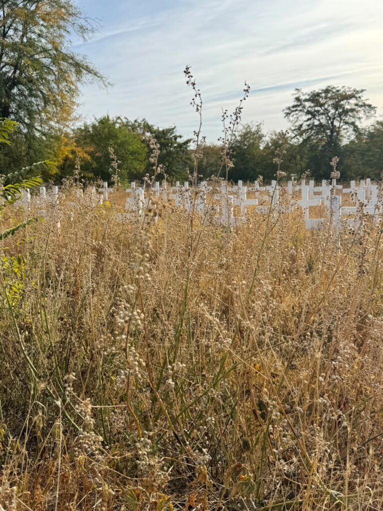 Overgrown field in a cemetery with tall dried grass and rows of white cross grave markers, trees in the distance under a blue sky.