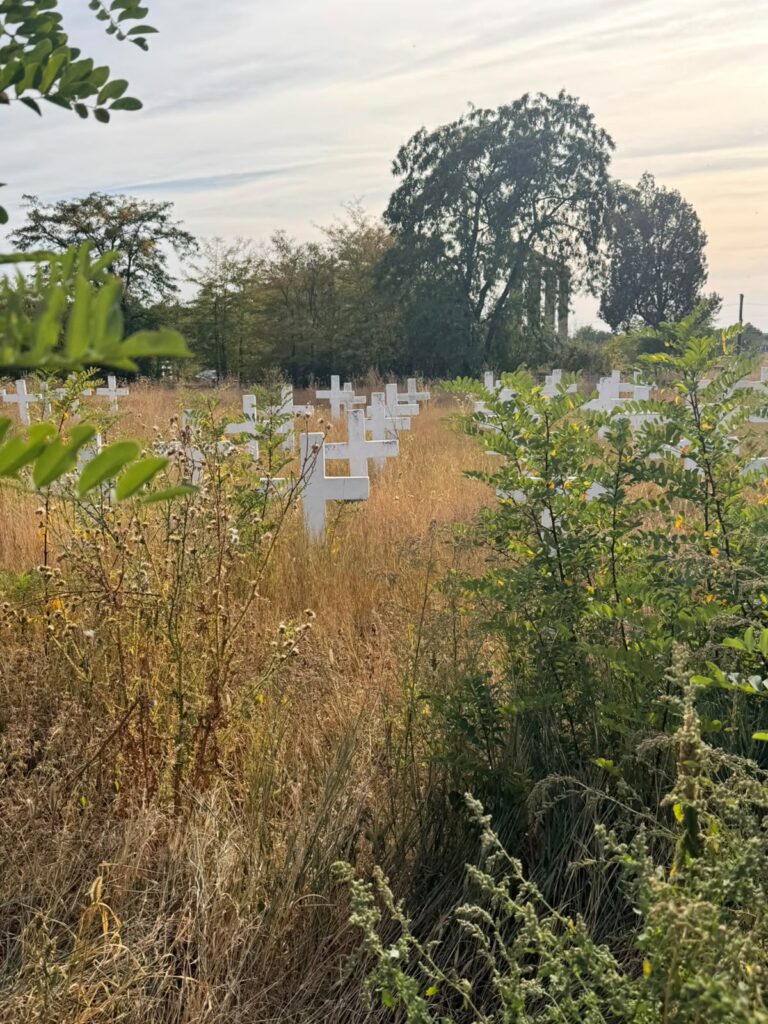 White crosses marking graves spread across a dry, grassy field with green shrubs in the foreground and trees in the background.