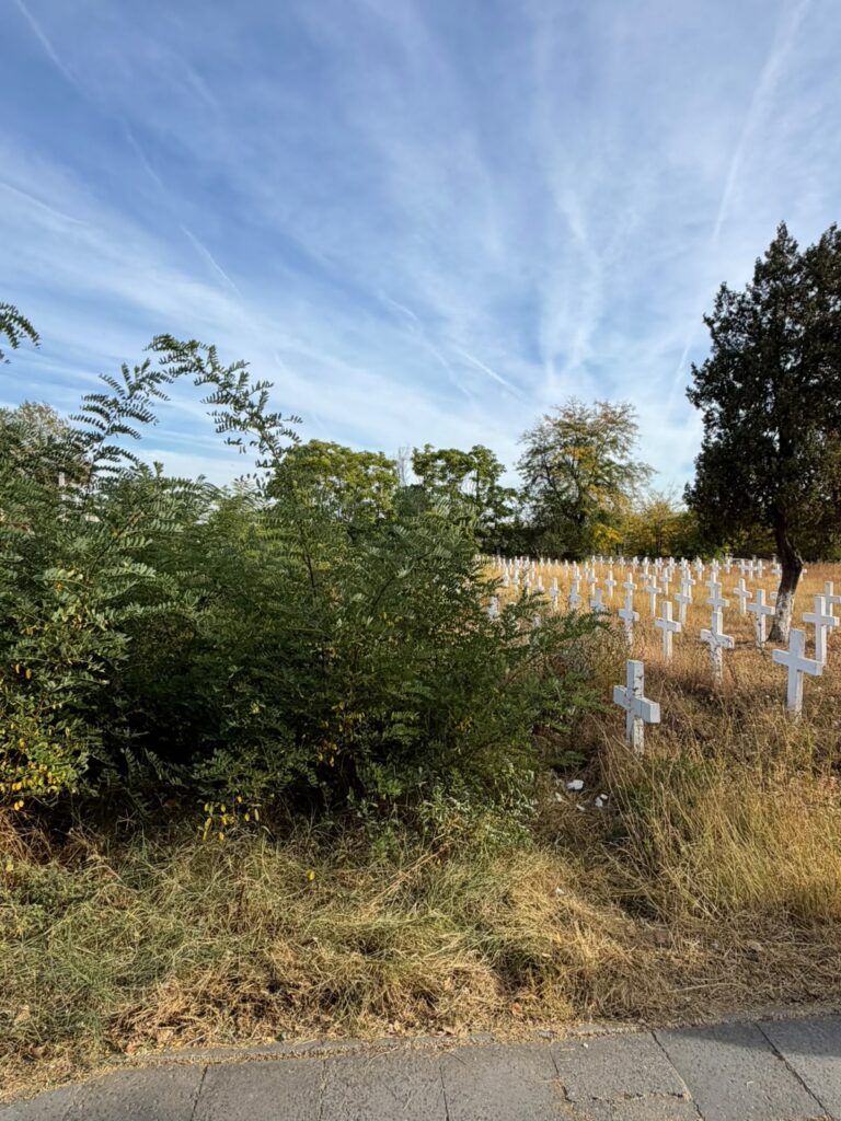 Cemetery with rows of white crosses in dry grass, overgrown shrubs in the foreground and a clear blue sky.