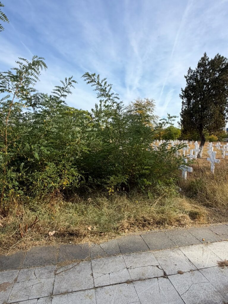 Overgrown bushes along a sidewalk at a cemetery, with rows of white grave markers visible in the background under a blue sky.