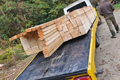 Romanian police crest above a man loading long wooden planks onto a yellow trailer on a forest road.