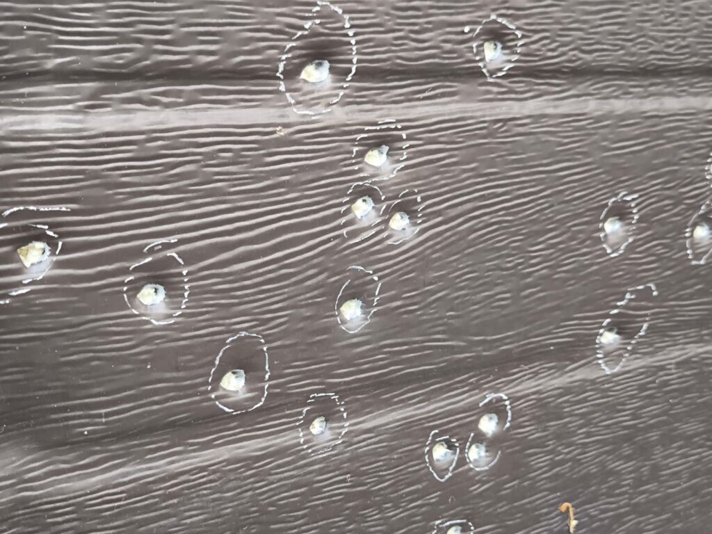 WhatsApp Image 2026-10-22 at 152112 - Jurnalul Olteniei – Știri din Craiova și Oltenia Close-up of a dark wooden surface with small round holes circled in white chalk marks along the grain.
