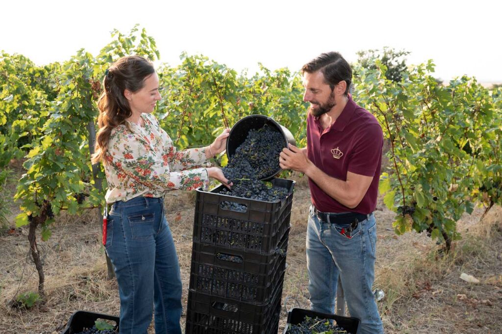Two workers harvest grapes in a vineyard, pouring dark bunches into a black crate.