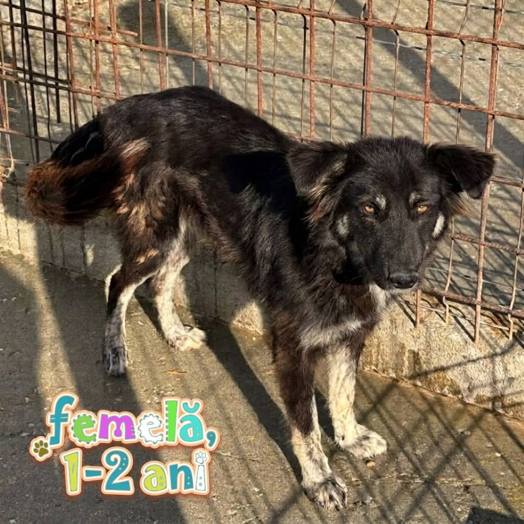 Craiova: târg de adopții canine la Semimaraton, pe 17 octombrie