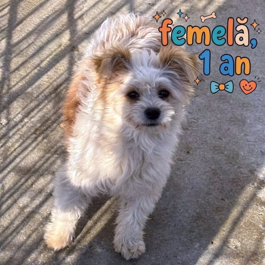 Craiova: târg de adopții canine la Semimaraton, pe 17 octombrie