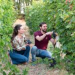 Couple in a vineyard kneeling among grapevines, picking dark grapes into their hands