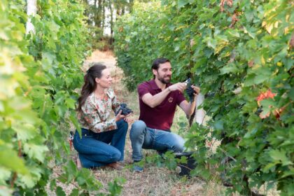 Couple in a vineyard kneeling among grapevines, picking dark grapes into their hands